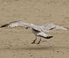 3cy argenteus in March, ringed in Belgium. (61218 bytes)